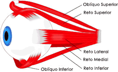 1 musculos oculares